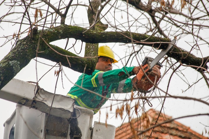 EmpezÃ³ la poda invernal 2019.