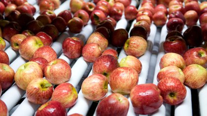 Los costos de frío y de logística impactaron en los precios de la manzana roja (Foto: Prensa Ministerio de Agricultura)